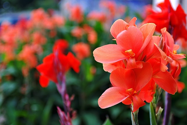 gladiola